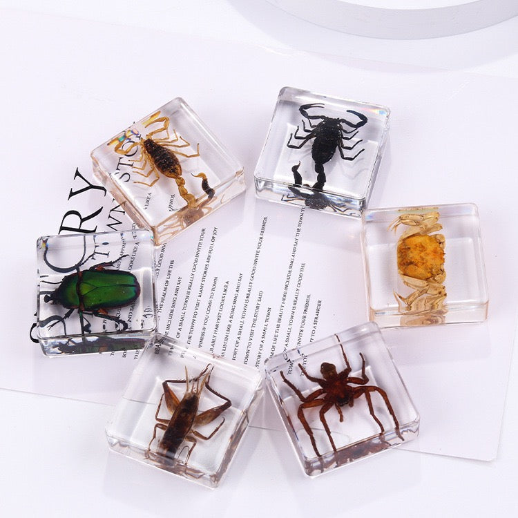 Crawling Animals Insects Bugs Resin Epoxy Blocks Specimens Toy