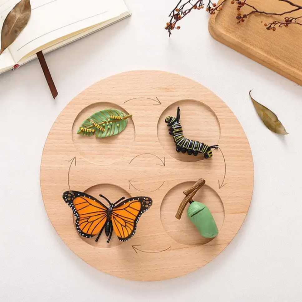 Montessori Wooden Life Cycle Toy