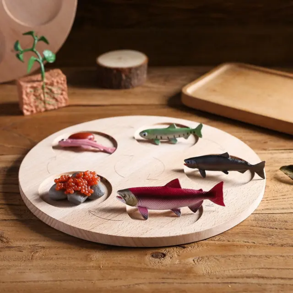 Montessori Wooden Life Cycle Toy