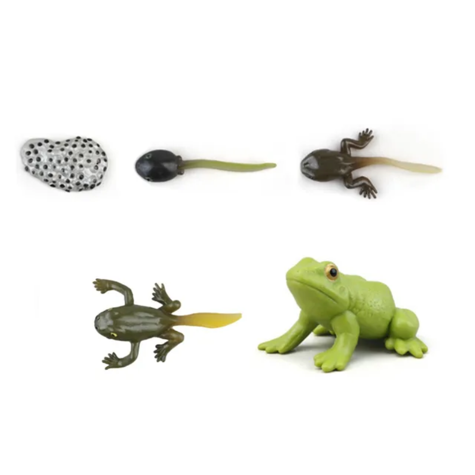 Montessori Wooden Life Cycle Toy