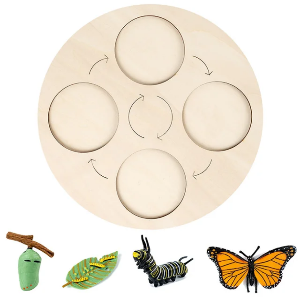 Montessori Wooden Life Cycle Toy