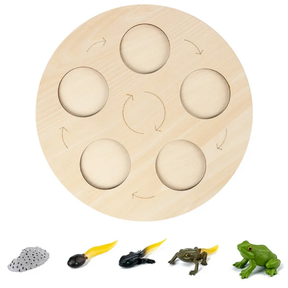Montessori Wooden Life Cycle Toy