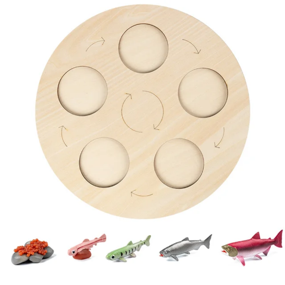 Montessori Wooden Life Cycle Toy