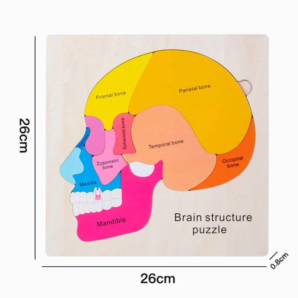 Brain Structure Puzzle