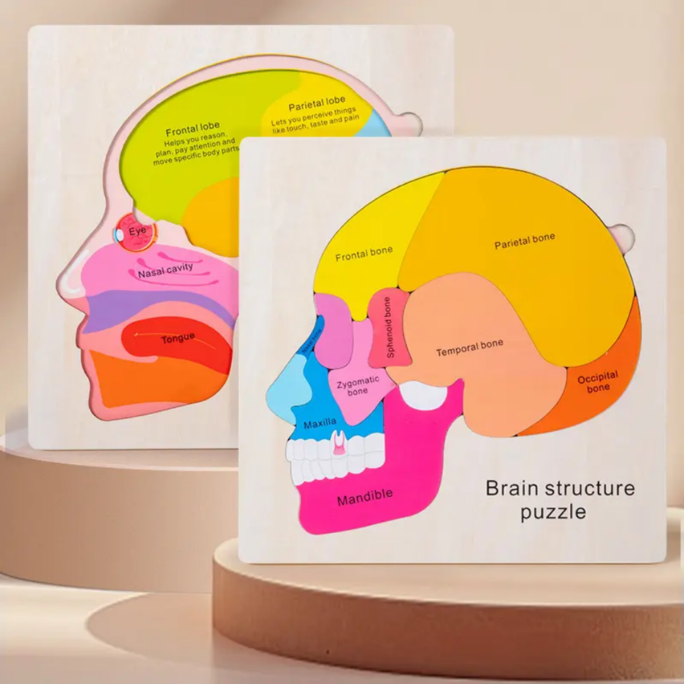 Brain Structure Puzzle