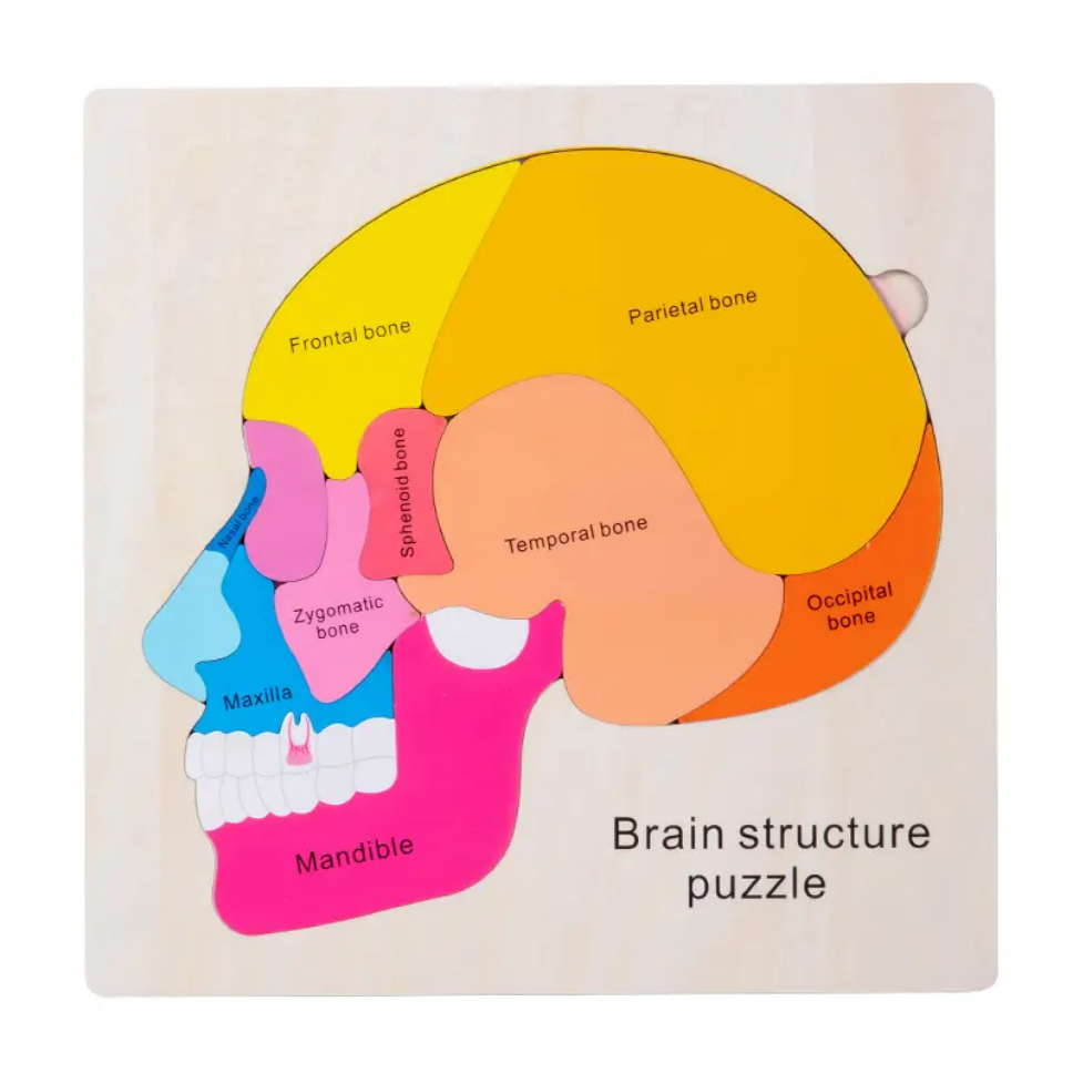 Brain Structure Puzzle
