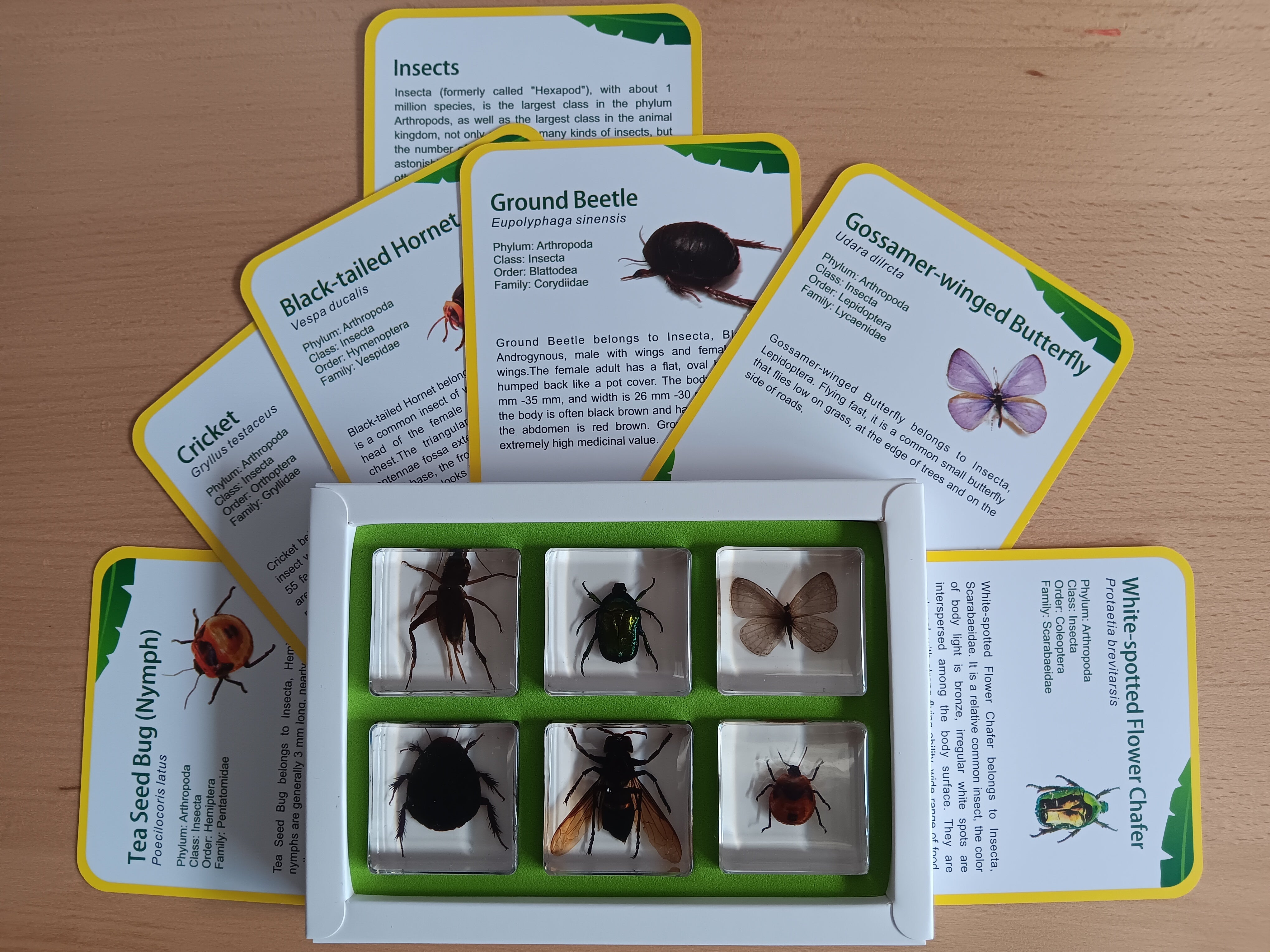 Insects Bugs Animals Resin Epoxy Specimens Gift Set of 6