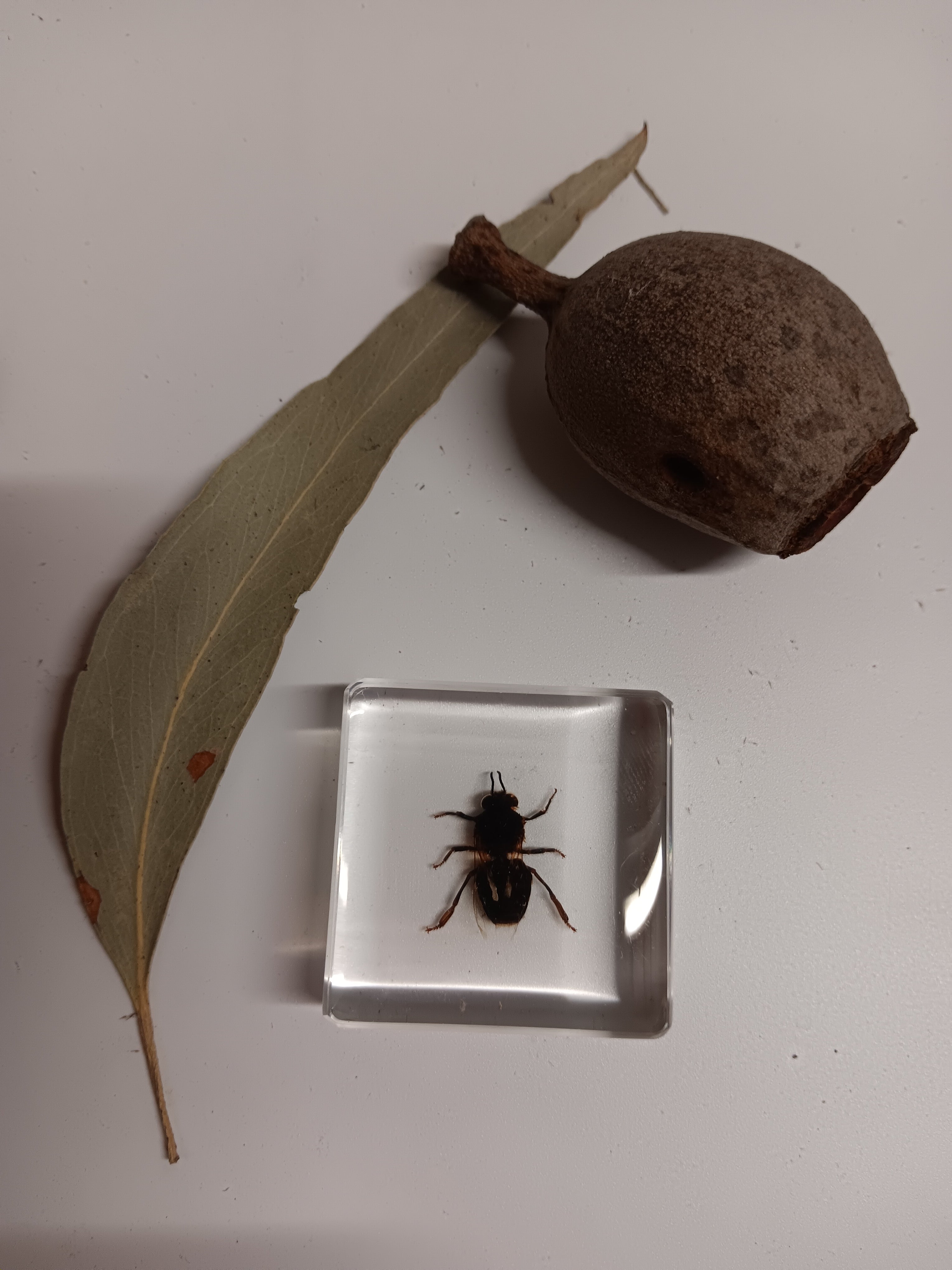 Crawling Animals Insects Bugs Resin Epoxy Blocks Specimens Toy