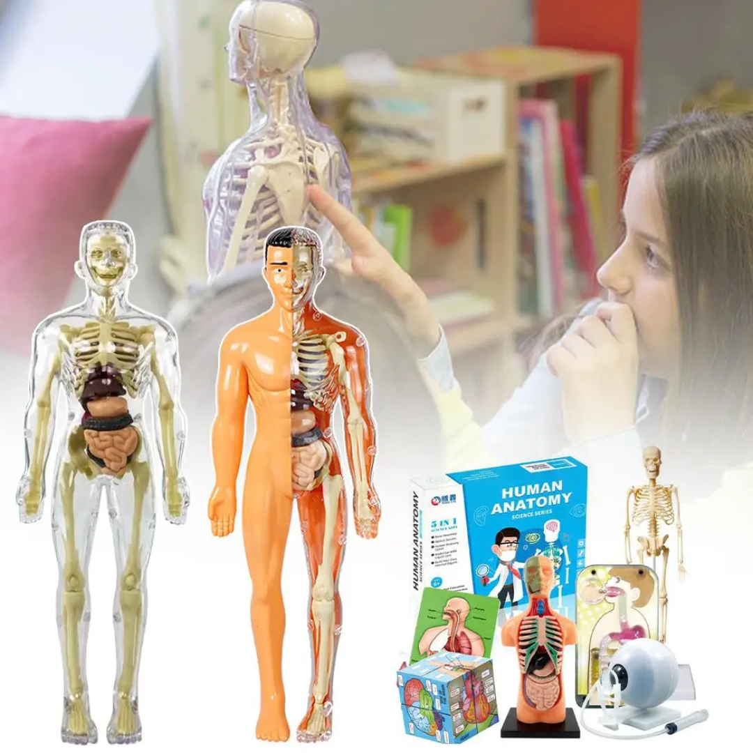 Human Anatomy – Leren & Ontdekken – Menselijk Lichaam Model Kit