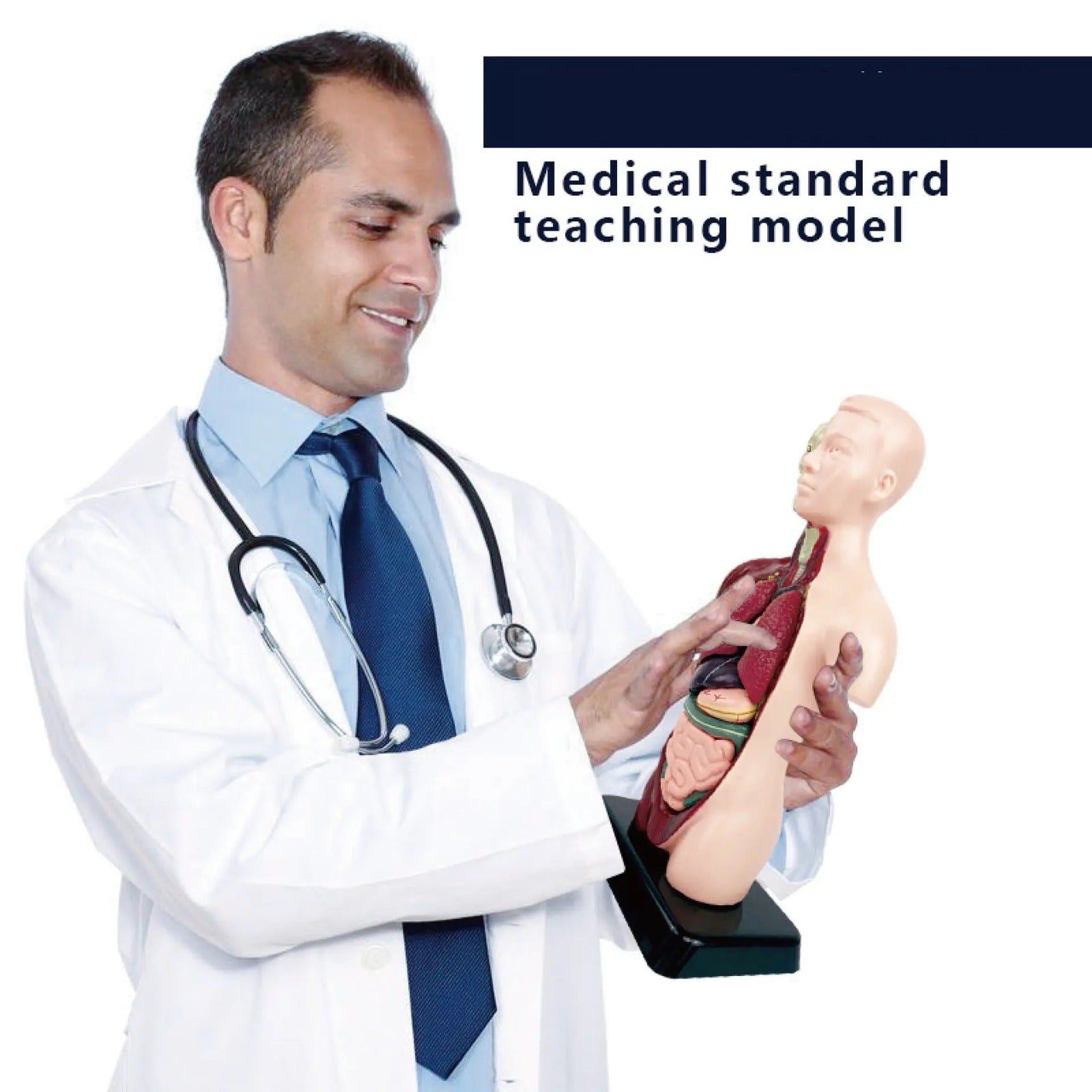Human Torso Body Anatomy Model - 027