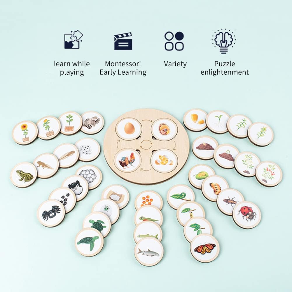 Tableau du cycle de vie Fidtoy - Jouet Montessori pour l'apprentissage de la nature pour enfants