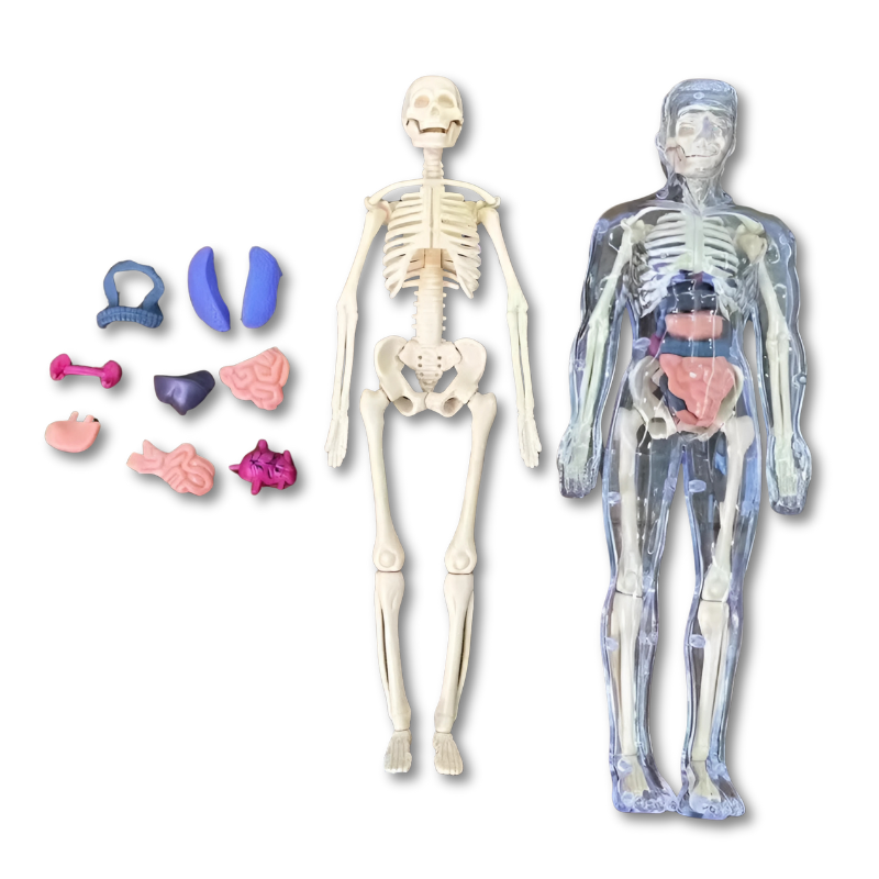 Children’s Human Skeleton Assembly Toy – Montessori Anatomy Learning Model
