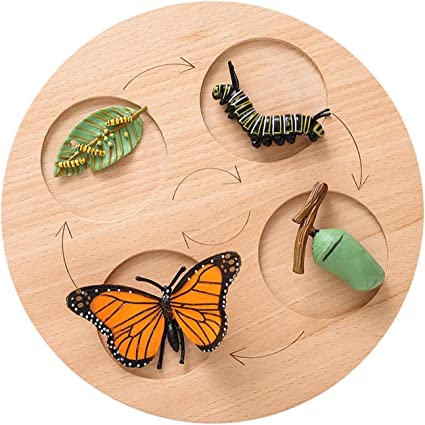 Animal Growth Cycle Tray