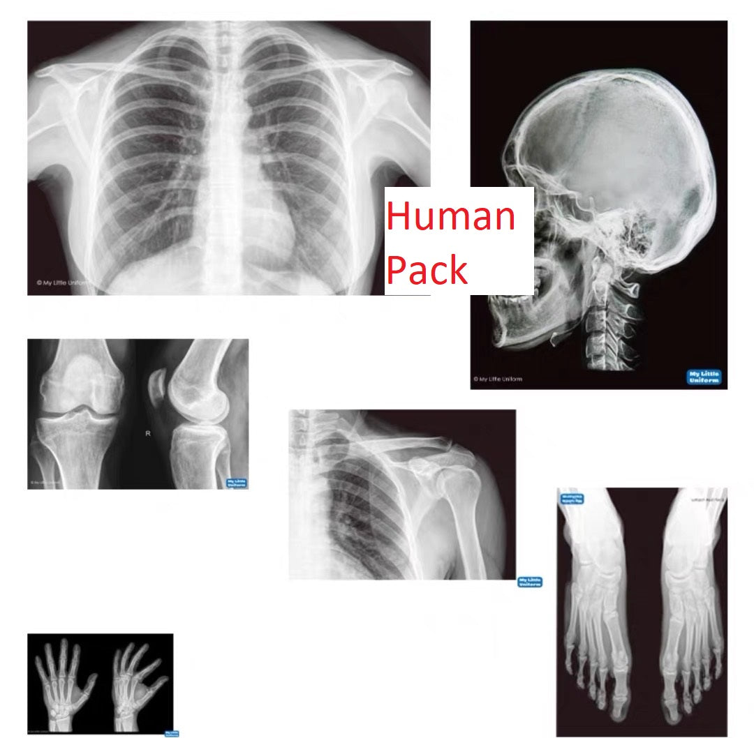 Educational Animal Human X Ray Images Animals Dinosaurs Insects OR Anatomy Bone Picture Packs You Choose!