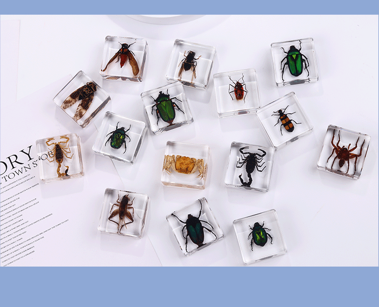 Crawling Animals Insects Bugs Resin Epoxy Blocks Specimens Toy