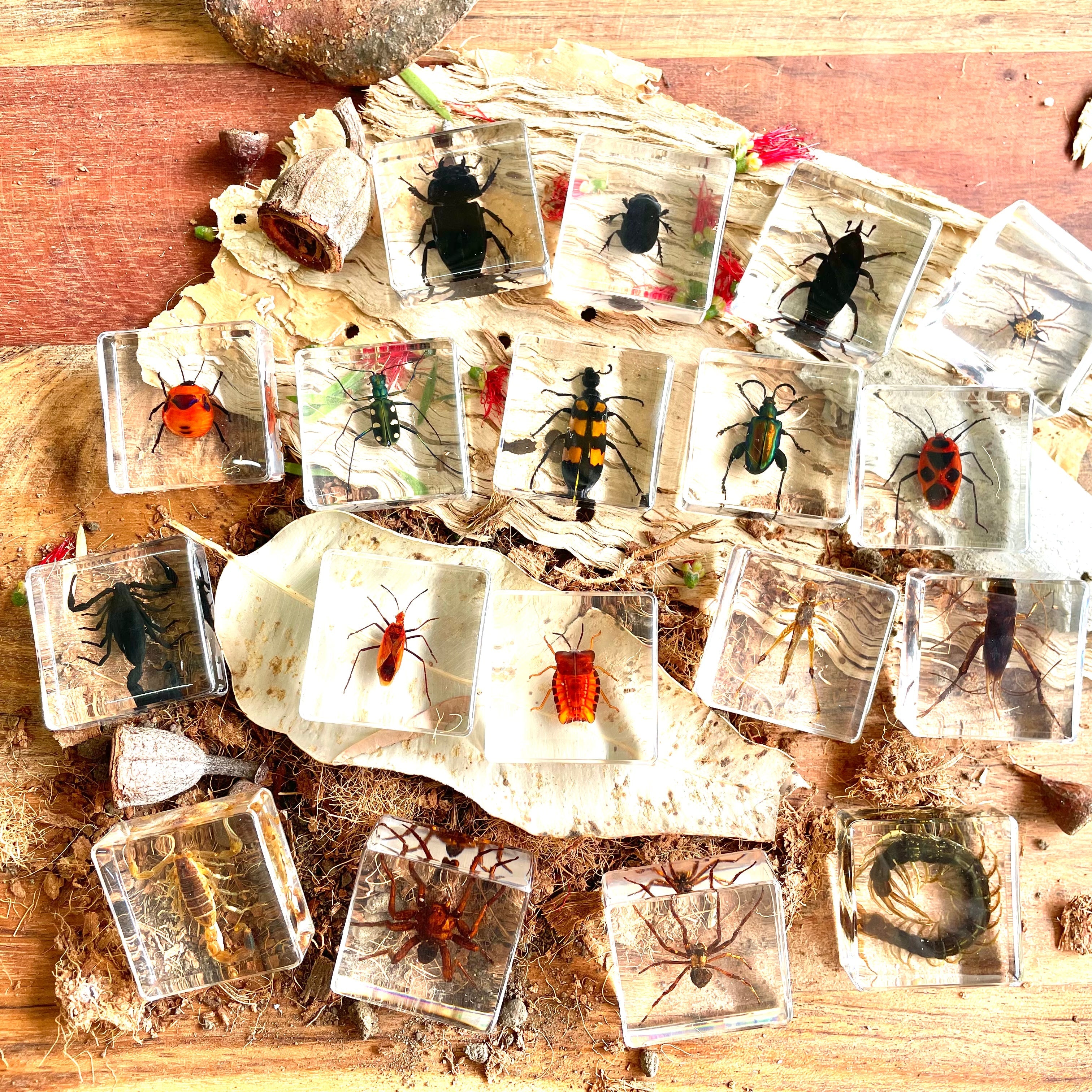 Crawling Animals Insects Bugs Resin Epoxy Blocks Specimens Toy