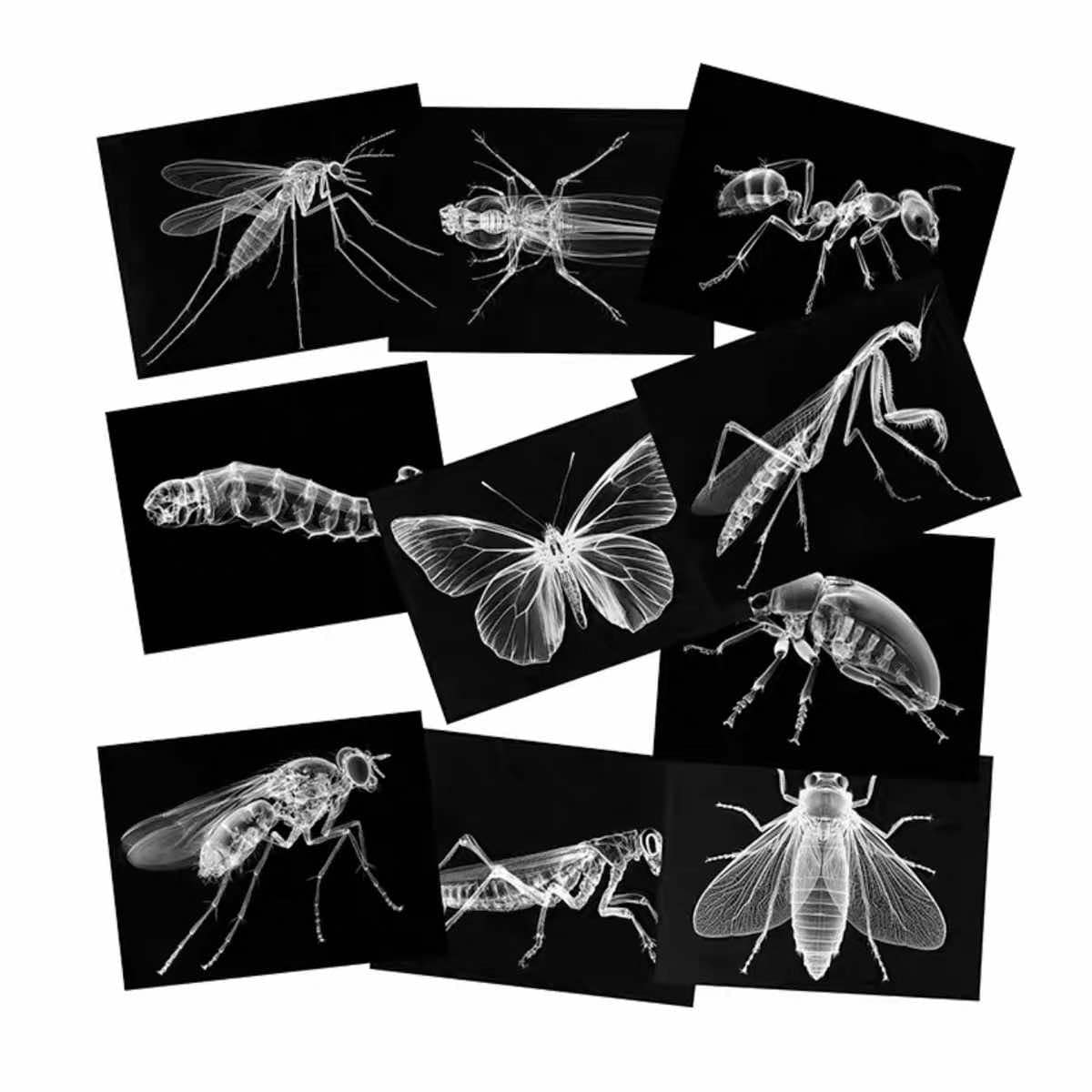 Educational Animal Human X Ray Images Animals Dinosaurs Insects OR Anatomy Bone Picture Packs You Choose!