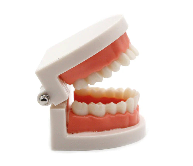 Montessori Teeth Brushing Dental Modeling Typodont Educational Toy