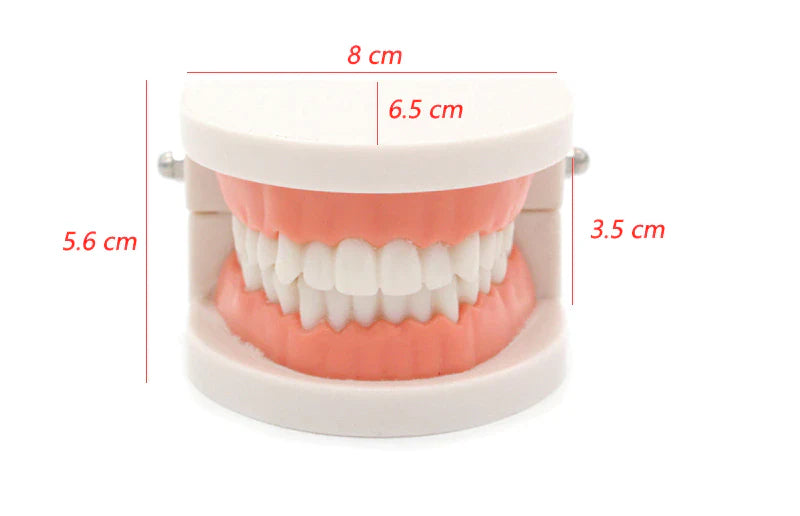 Montessori Teeth Brushing Dental Modeling Typodont Educational Toy