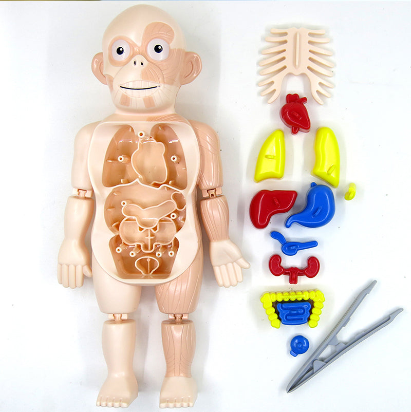 Jouet Modèle d'Organes d'Anatomie Humaine STEM