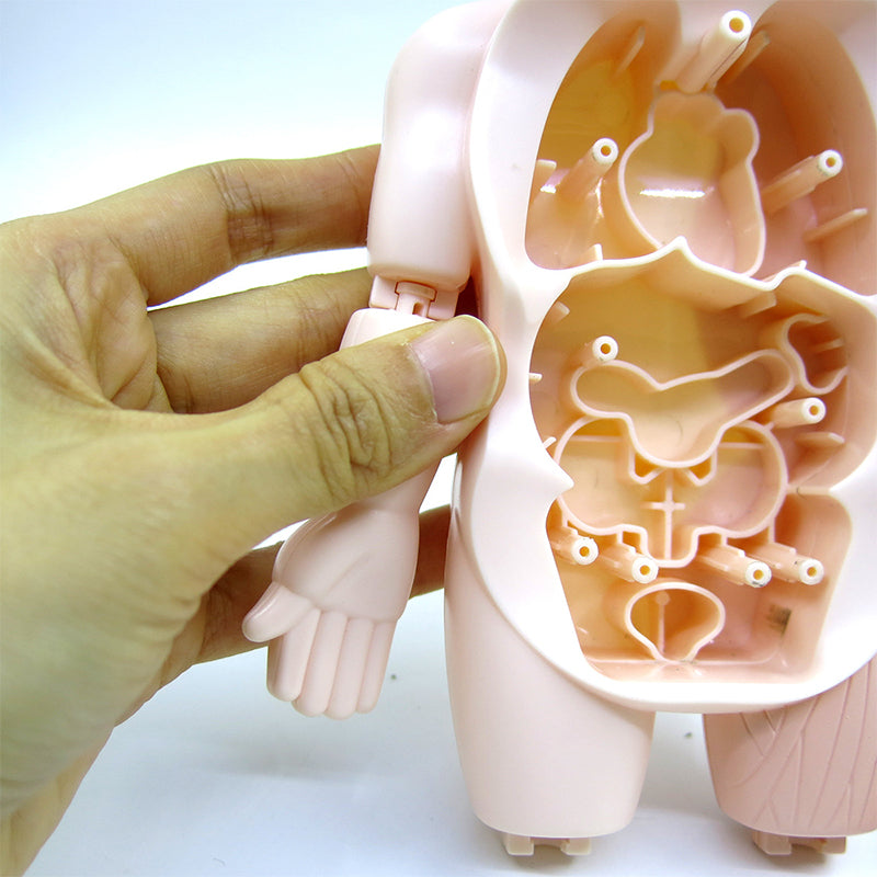 Jouet Modèle d'Organes d'Anatomie Humaine STEM