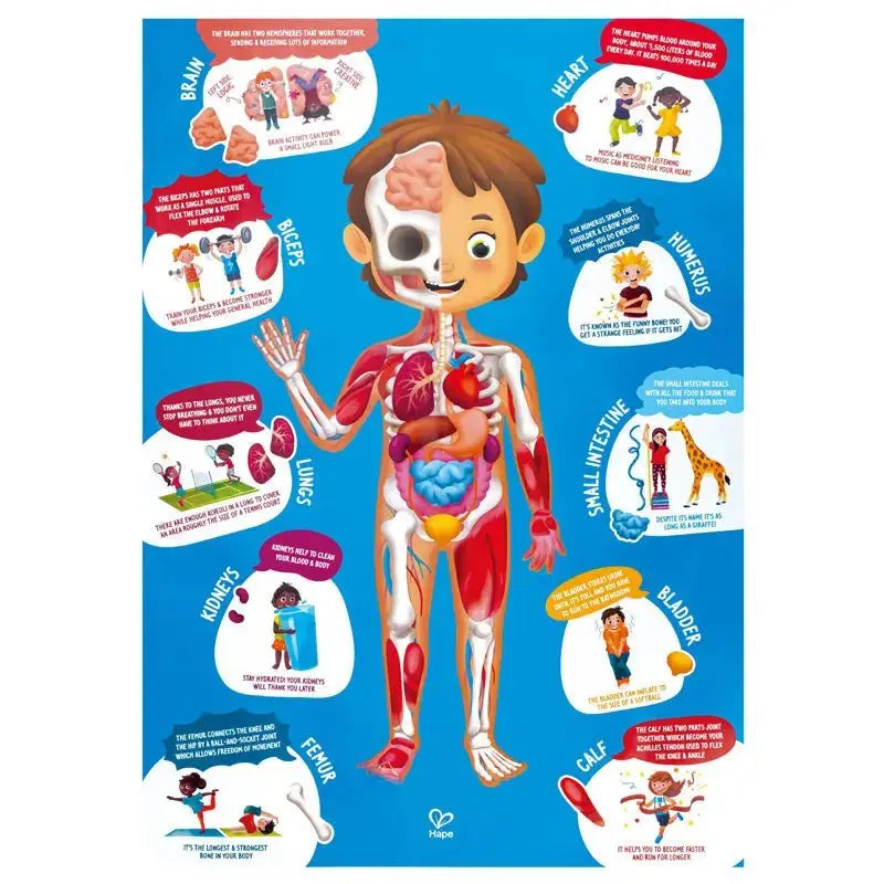 Fidtoy Human Body Puzzle Educational Anatomy Toy for Kids