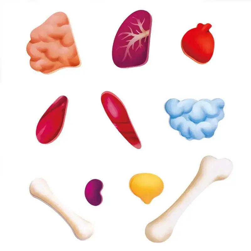 Fidtoy Human Body Puzzle Educational Anatomy Toy for Kids