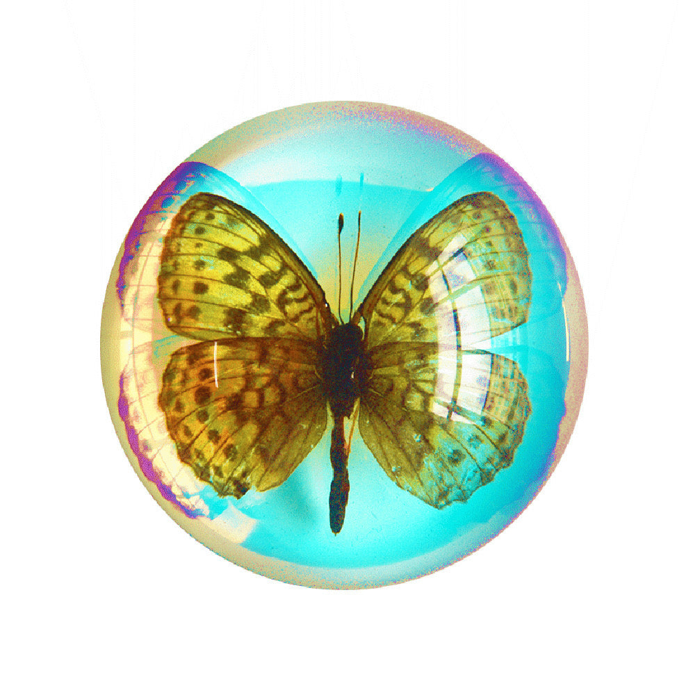 Butterfly Scorpion Spider Specimen Resin Hemisphere Domes Insects Bugs Circular Blocks Science Toy