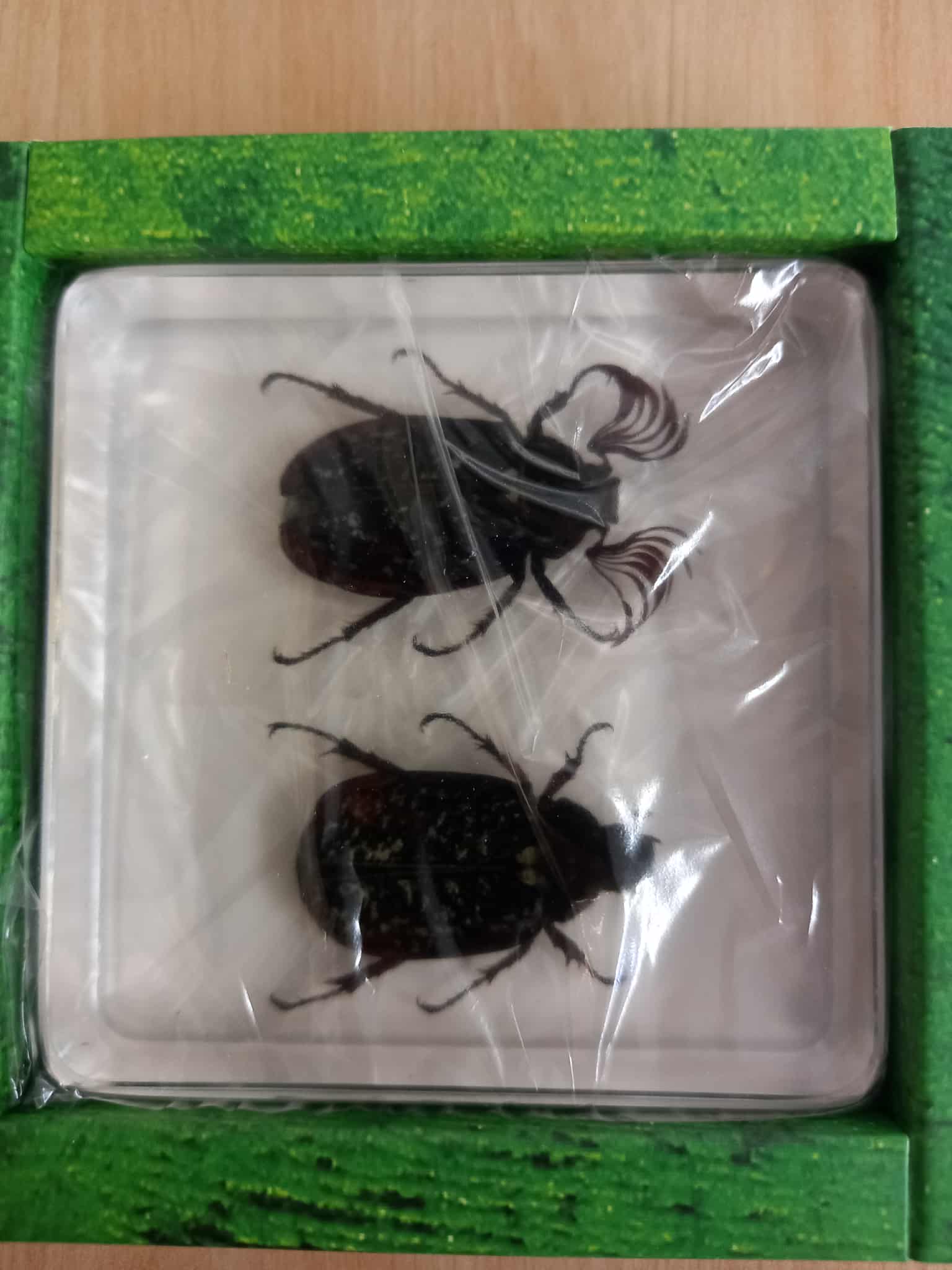 Crawling Animals Insects Bugs Resin Epoxy Blocks Specimens Toy