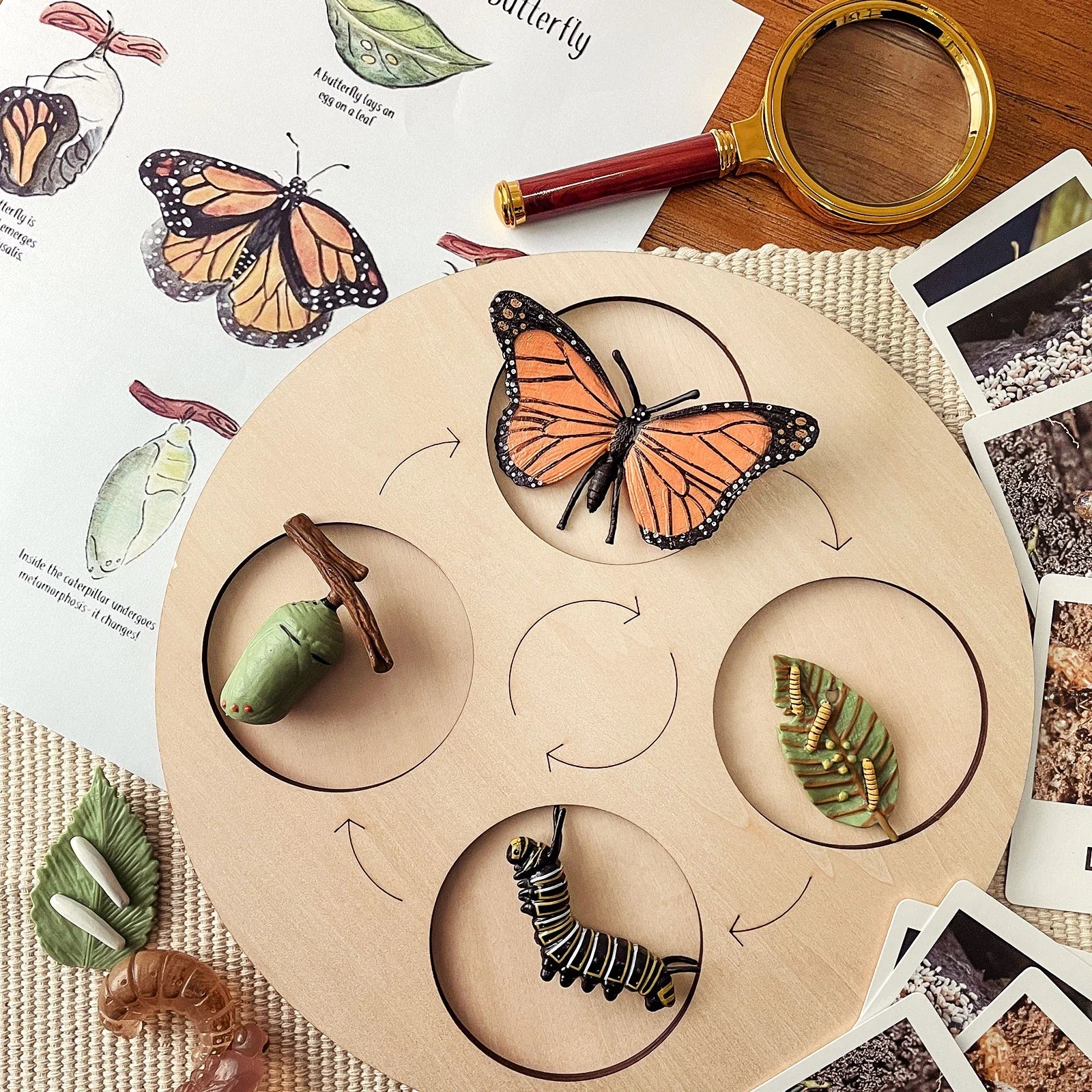 Animal Growth Cycle Tray