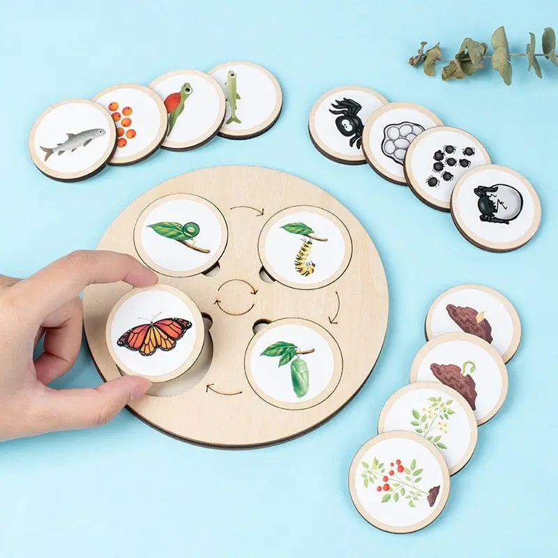 Jeu d'évolution de la nature Fidtoy – Plateau en bois Montessori sur le cycle de vie pour les enfants de 3 à 6 ans