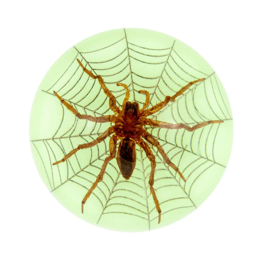 Butterfly Scorpion Spider Specimen Resin Hemisphere Domes Insects Bugs Circular Blocks Science Toy