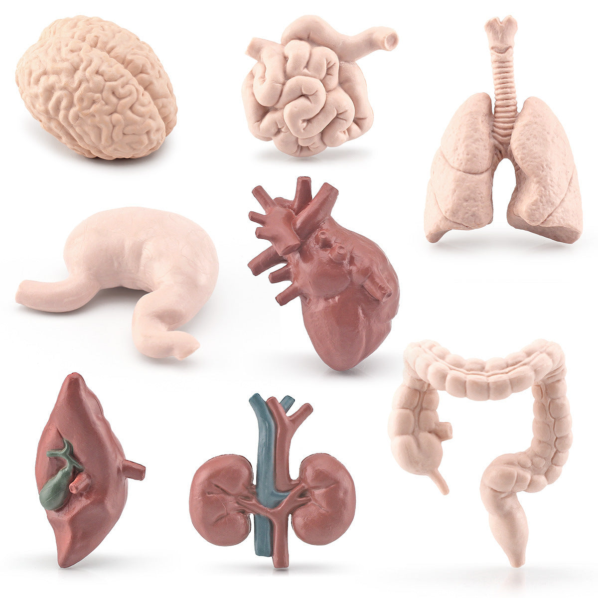 Body Organs Figurines Anatomical Realistic Brain Heart Lung Liver Model Toy for Kindergarten Life cycle