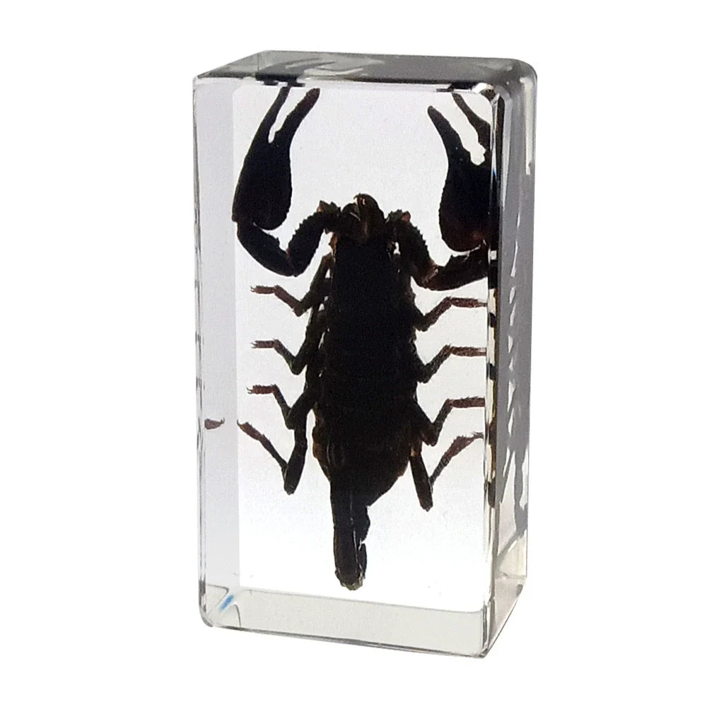 Crawling Animals Insects Bugs Resin Epoxy Blocks Specimens Toy