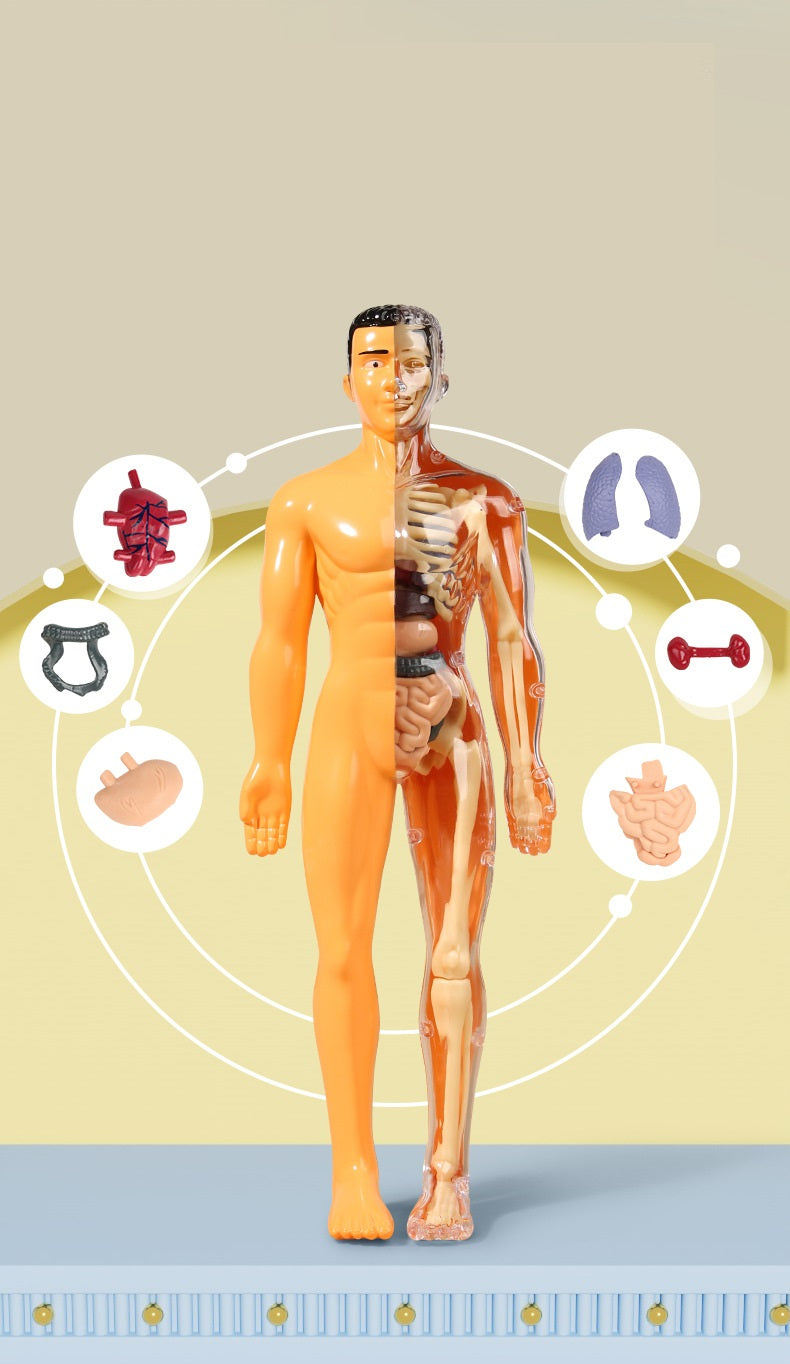 Human Anatomy Organs Toy Model STEM Various Styles