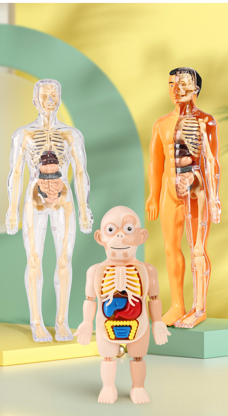 Human Anatomy Organs Toy Model STEM Various Styles