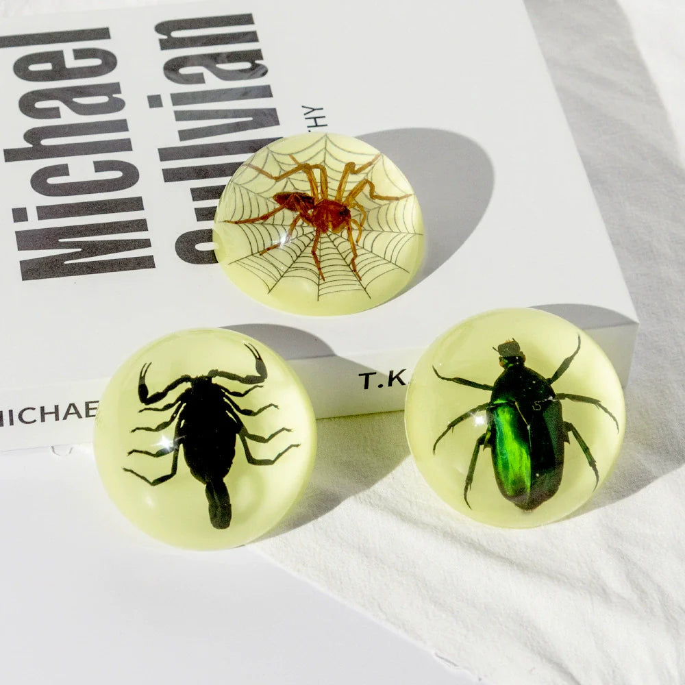 Butterfly Scorpion Spider Specimen Resin Hemisphere Domes Insects Bugs Circular Blocks Science Toy