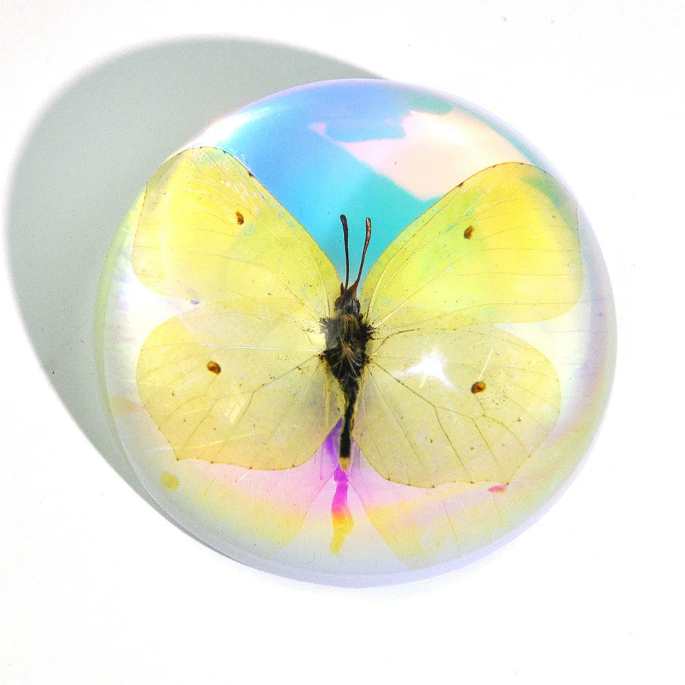 Butterfly Scorpion Spider Specimen Resin Hemisphere Domes Insects Bugs Circular Blocks Science Toy