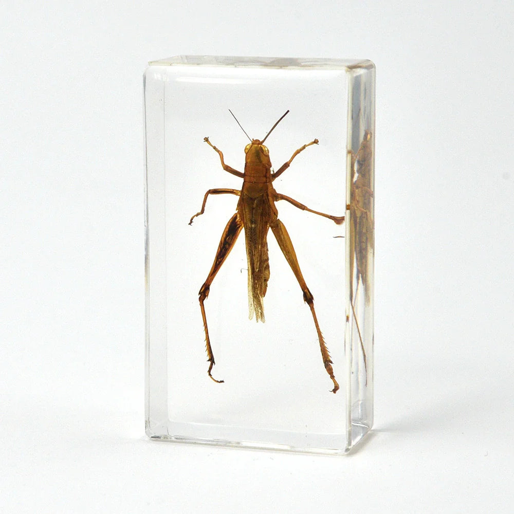 Crawling Animals Insects Bugs Resin Epoxy Blocks Specimens Toy