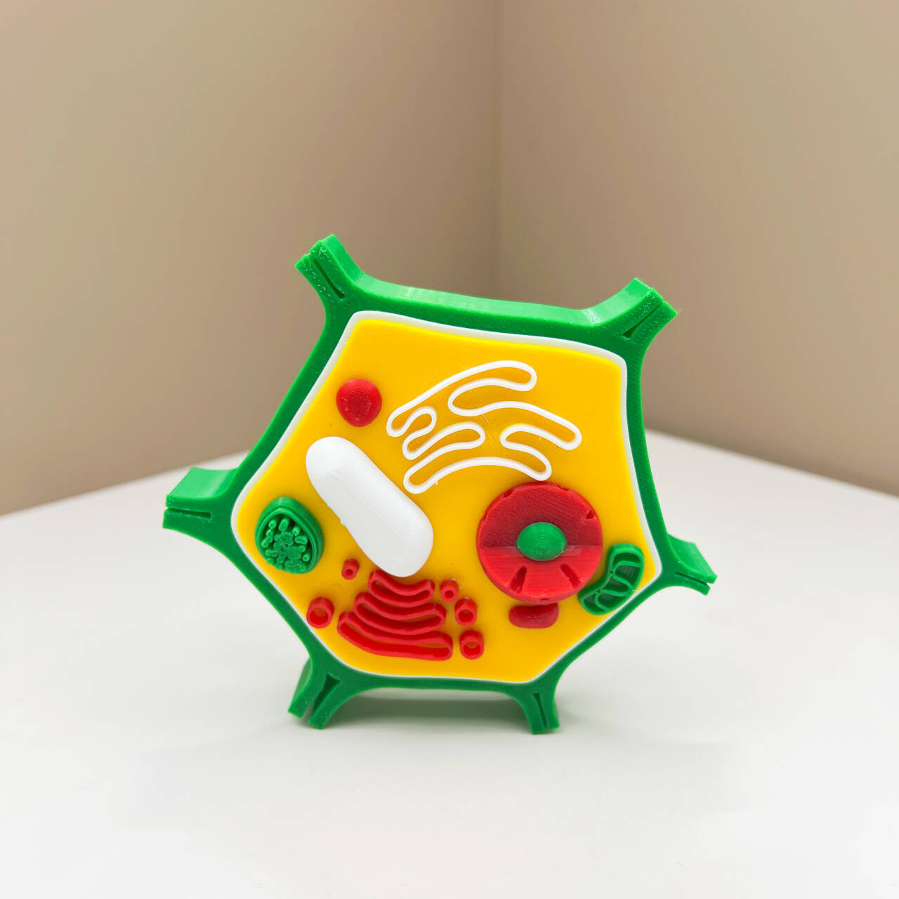 3D Print Animal Cell and Plant Cell Models Kids STEM Educational Resources Toy