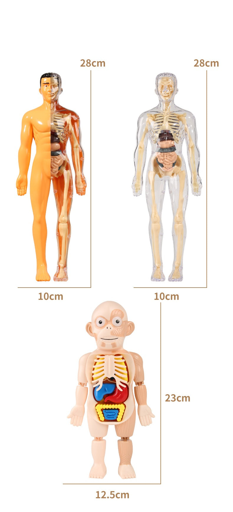 Human Anatomy Organs Toy Model STEM Various Styles