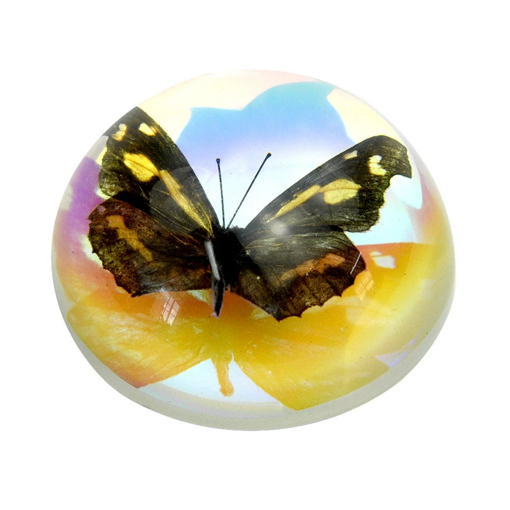 Butterfly Scorpion Spider Specimen Resin Hemisphere Domes Insects Bugs Circular Blocks Science Toy