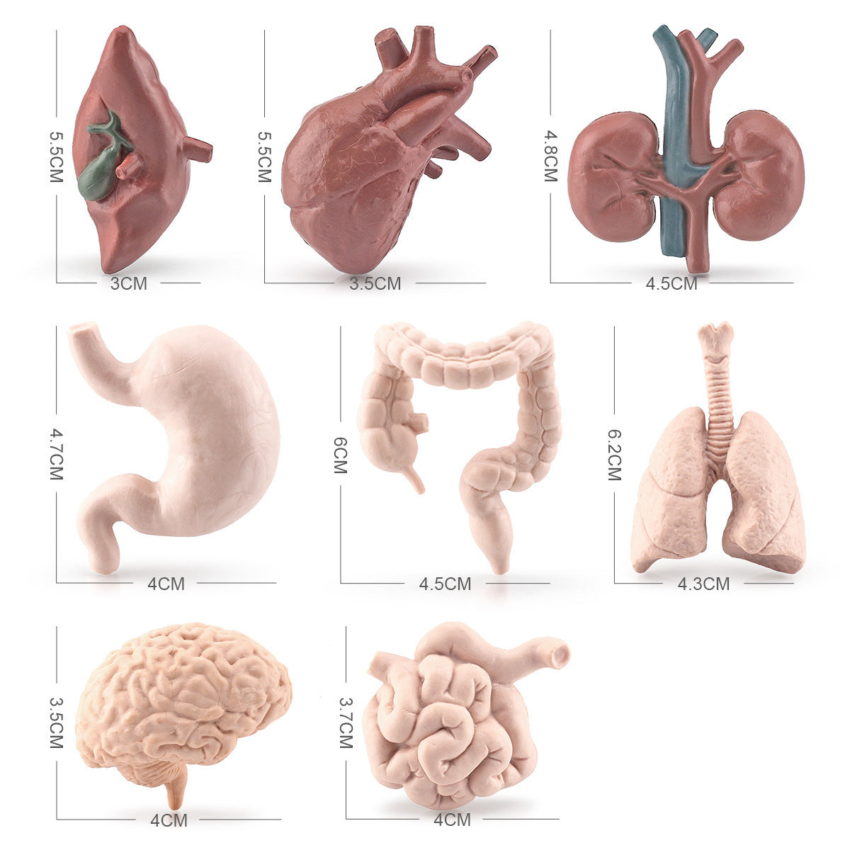 Body Organs Figurines Anatomical Realistic Brain Heart Lung Liver Model Toy for Kindergarten Life cycle