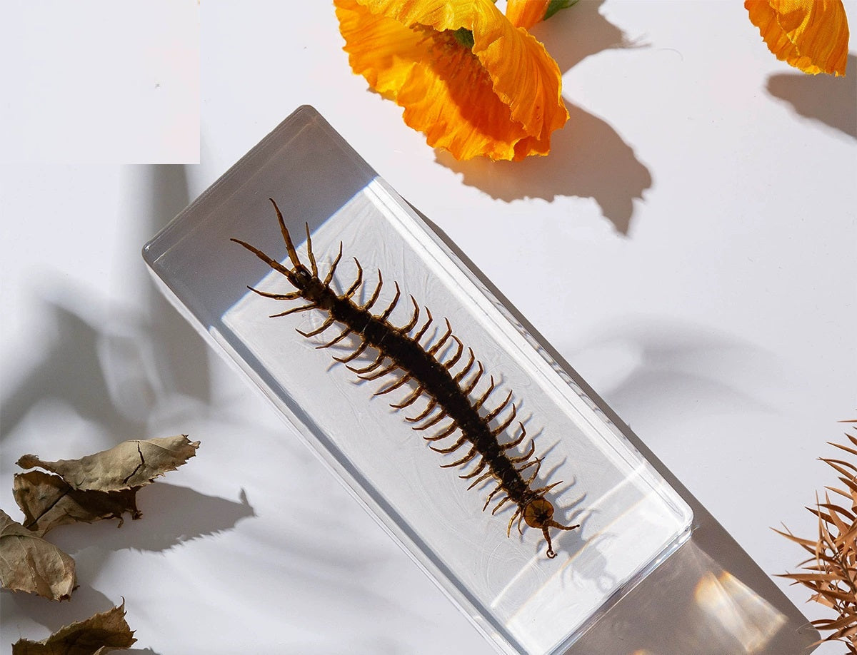 Crawling Animals Insects Bugs Resin Epoxy Blocks Specimens Toy