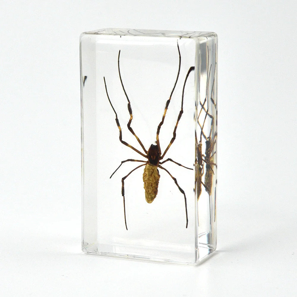 Crawling Animals Insects Bugs Resin Epoxy Blocks Specimens Toy