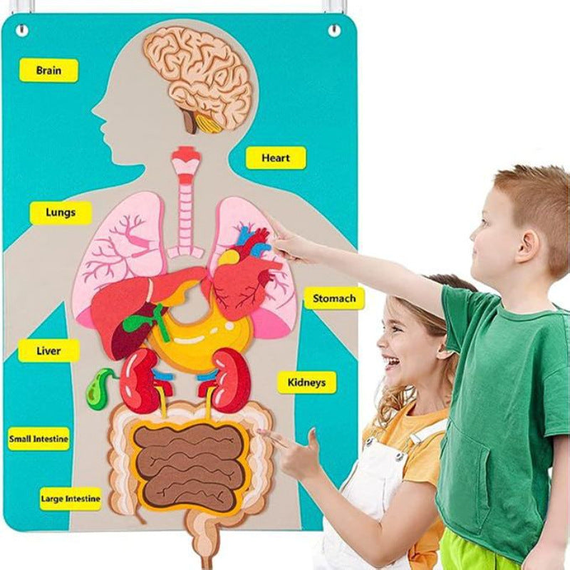 Portable Felt Body Parts and Organs Learning with Flash cards Life Skill Activities Learning