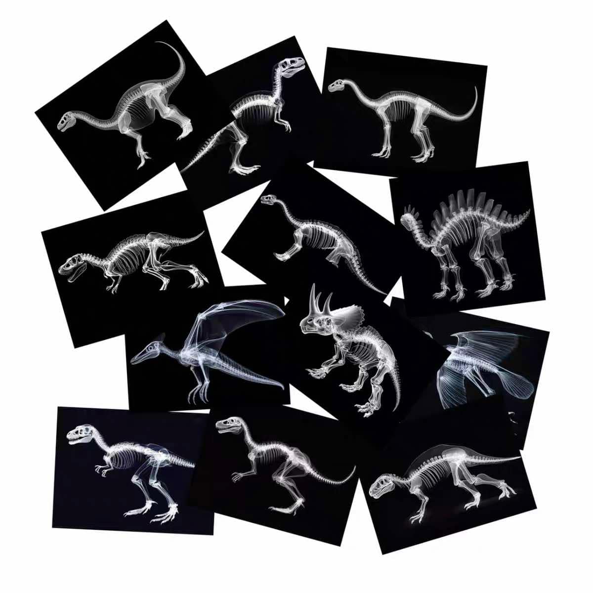 Educational Animal Human X Ray Images Animals Dinosaurs Insects OR Anatomy Bone Picture Packs You Choose!
