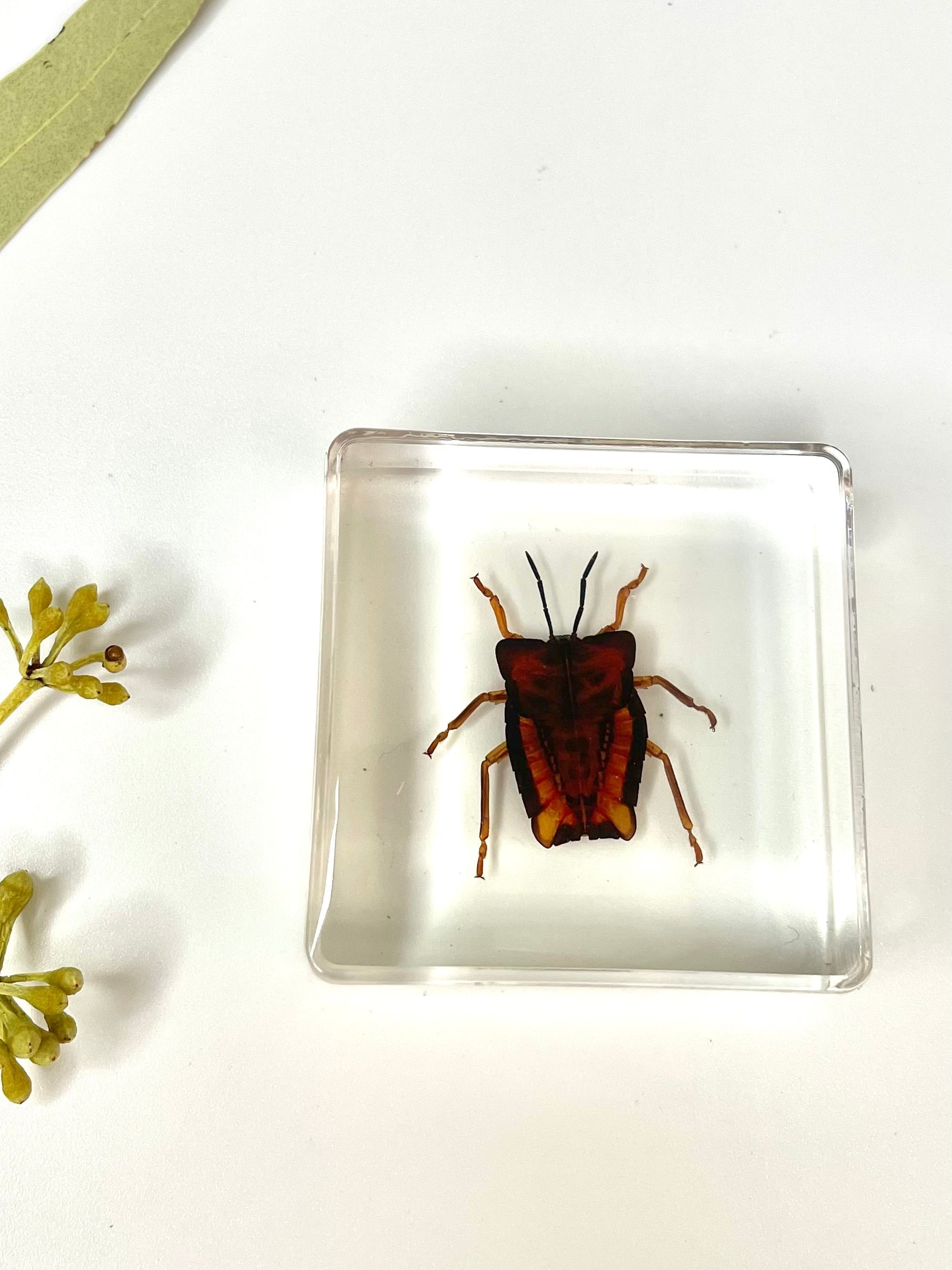 Crawling Animals Insects Bugs Resin Epoxy Blocks Specimens Toy