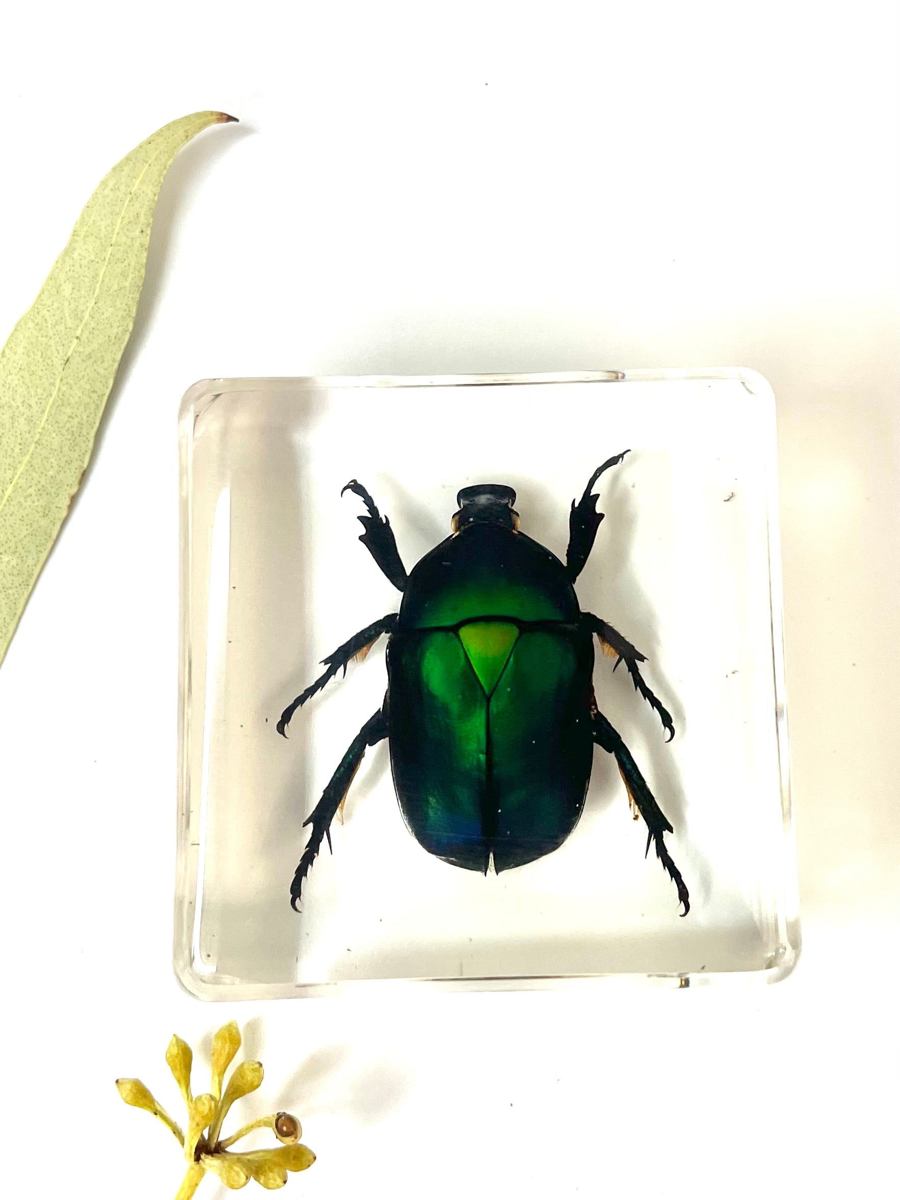 Crawling Animals Insects Bugs Resin Epoxy Blocks Specimens Toy