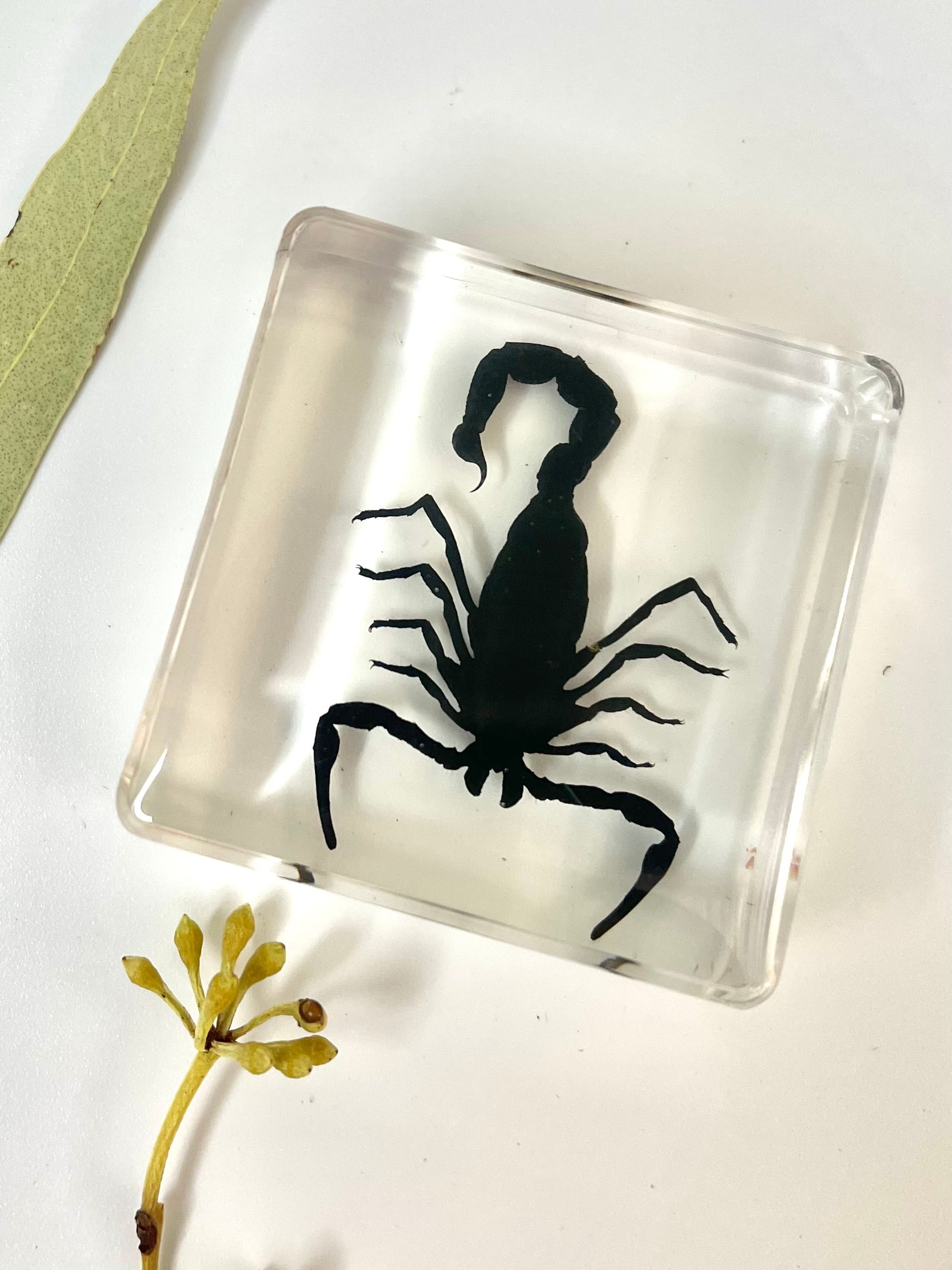 Crawling Animals Insects Bugs Resin Epoxy Blocks Specimens Toy